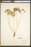 Aquilegia vulgaris