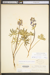 Delphinium tricorne