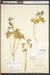 Delphinium tricorne