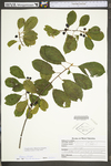 Frangula alnus