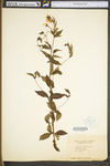 Porteranthus trifoliatus