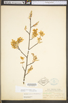 Amelanchier arborea var. arborea