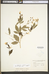 Porteranthus trifoliatus