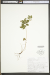 Potentilla simplex