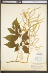 Aruncus dioicus