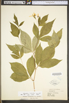 Porteranthus trifoliatus