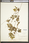 Potentilla simplex