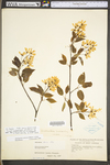 Amelanchier arborea var. arborea