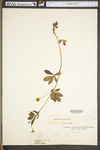 Potentilla simplex