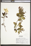 Amelanchier laevis