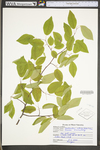 Amelanchier arborea var. arborea