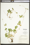 Potentilla canadensis var. canadensis