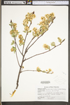 Amelanchier arborea var. arborea