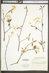 Amelanchier arborea var. arborea