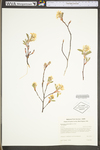 Amelanchier arborea var. arborea