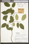 Amelanchier arborea var. arborea