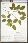 Amelanchier arborea var. arborea