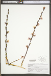 Prunus persica