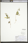 Potentilla simplex