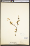 Prunus angustifolia var. angustifolia