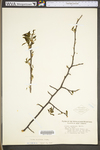 Prunus americana