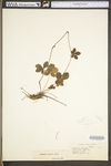 Potentilla simplex