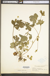 Potentilla simplex