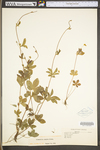 Potentilla simplex