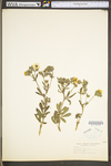 Potentilla recta