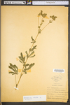 Potentilla recta