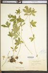 Potentilla simplex