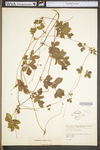 Potentilla simplex