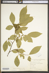 Prunus alleghaniensis var. alleghaniensis