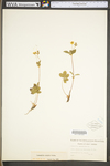 Potentilla simplex