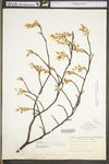 Amelanchier arborea var. arborea