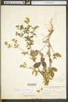 Potentilla norvegica ssp. monspeliensis