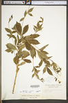 Porteranthus trifoliatus