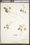 Potentilla canadensis var. canadensis