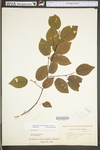 Amelanchier arborea var. arborea