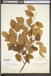 Amelanchier arborea var. arborea