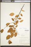 Amelanchier arborea var. arborea