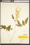 Aruncus dioicus