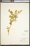 Potentilla norvegica ssp. monspeliensis