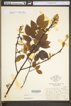 Amelanchier arborea var. arborea