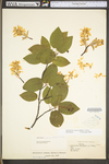 Amelanchier arborea var. arborea