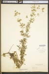 Potentilla argentea var. argentea