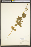 Potentilla canadensis var. canadensis