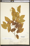 Amelanchier arborea var. arborea