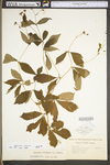 Porteranthus trifoliatus