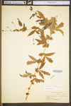 Porteranthus stipulatus